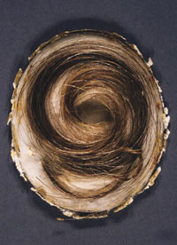 Beethoven's hair; with thanks to Lavni and Lucy for their research