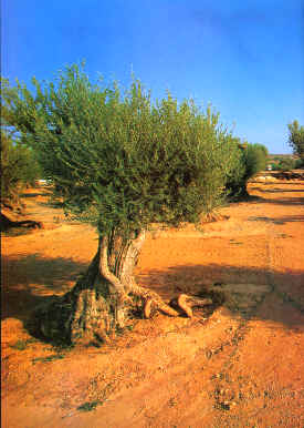 Olive cultivation in les Garrigues is of excellent quality