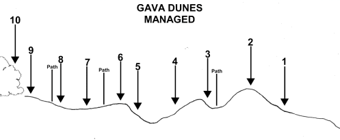 Managed dune profile with
representative vegetation zones (Gava coastal walkway)