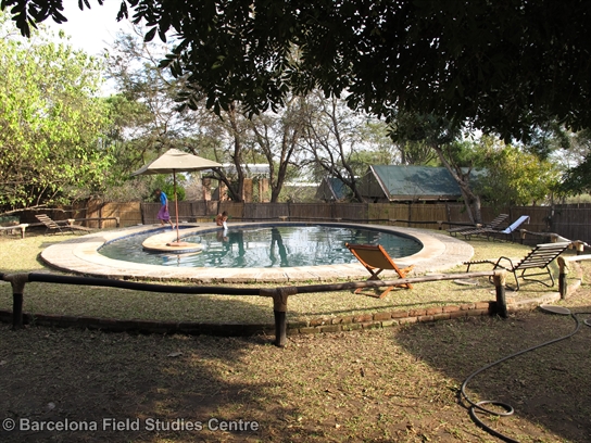 Mvuu Camp swimming pool