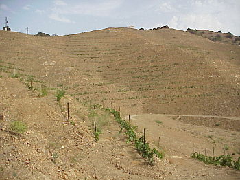 Terraces and drainage channels should avoid concave areas where sediments accumulate and there is a high risk of erosion. Terraces should not be constructed on the summit line.