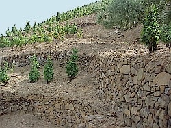 Vineyards on the steep Priorat slopes