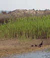 Els Muntanyans, Torredembarra