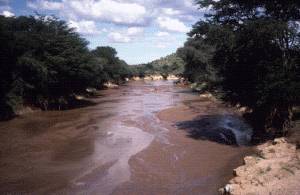 Using a case study of a tropical rainforest describe the effects of deforestation