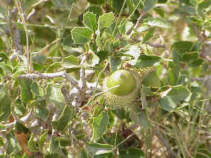 Kermes Oak
