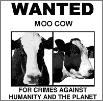 Wanted Cow Poster