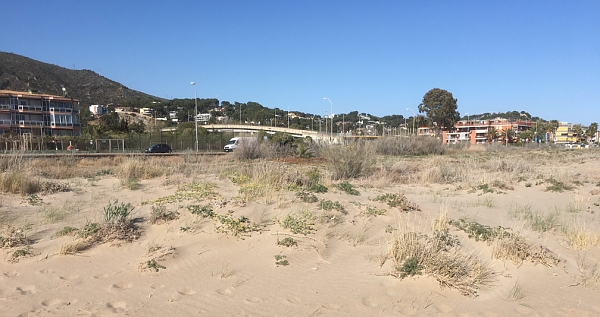 Castelldefels dune vegetation