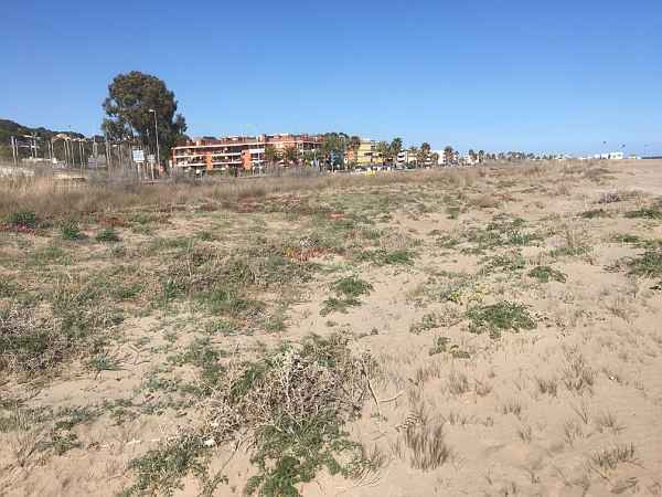 Castelldefels dune vegetation