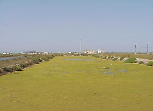 Ebro Delta: eutrophication