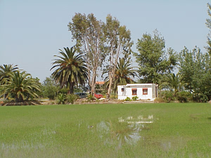 Ebro Delta rice paddy