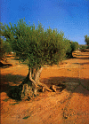 Olive tree, Les Garrigues