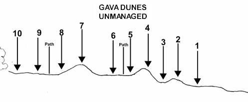 Unmanaged dune profile
with representative vegetation zones (Gava coastal walkway)