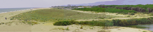 Protected dune ecosystem at the Llobregat Delta Nature Reserve