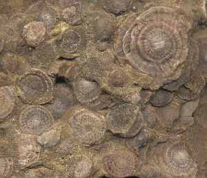 Nummulite fossils