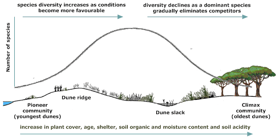 Succession in a sand dune ecosystem