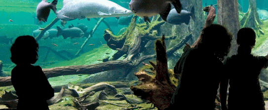 Amazonian flooded forest exhibition at the Barcelona Science Museum