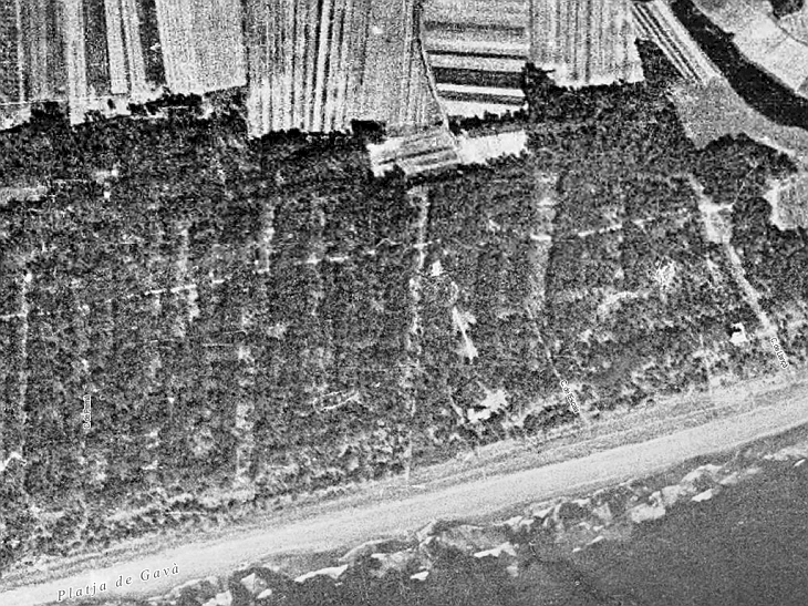 Gavà unmanaged sand dunes 1945-6