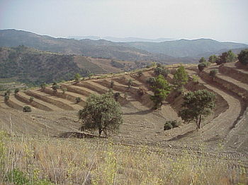 The wider terraces allow for mechanisation and are more economically viable. However, they tend to break the harmony of the landscape producing an industrial 'quarry' effect. They are often poorly drained and vulnerable to landslides.