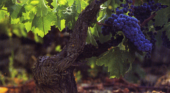 Priorat grapes