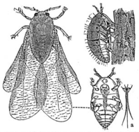 Phylloxera vaxtratis