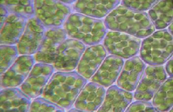 Chloroplasts in plant cells contain chlorophyll molecules