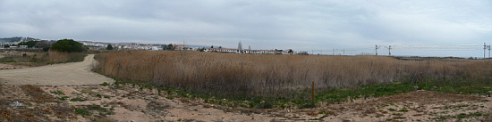 Wetland vegetation within the Els Muntanyans proposed development