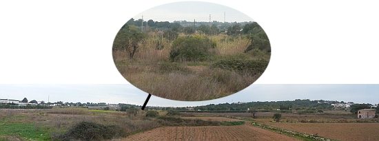 Wetland vegetation to the north of Els Muntanyans